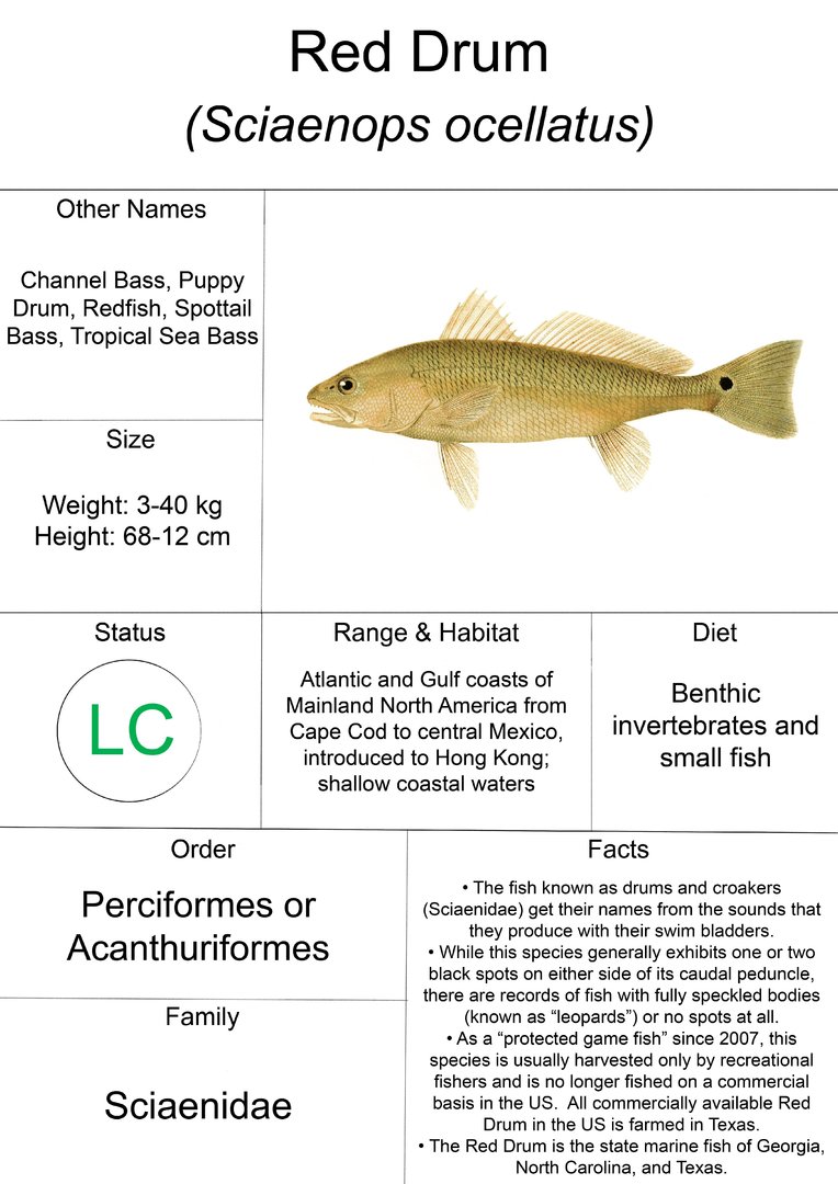 Animal Fact Sheet: Red Drum