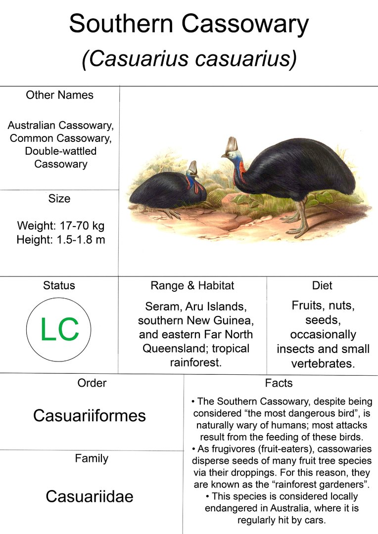 Animal Fact Sheet: Southern Cassowary
