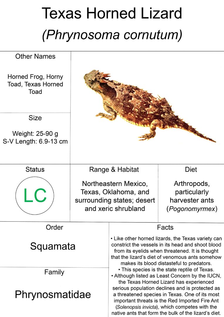 Animal Fact Sheet: Texas Horned Lizard