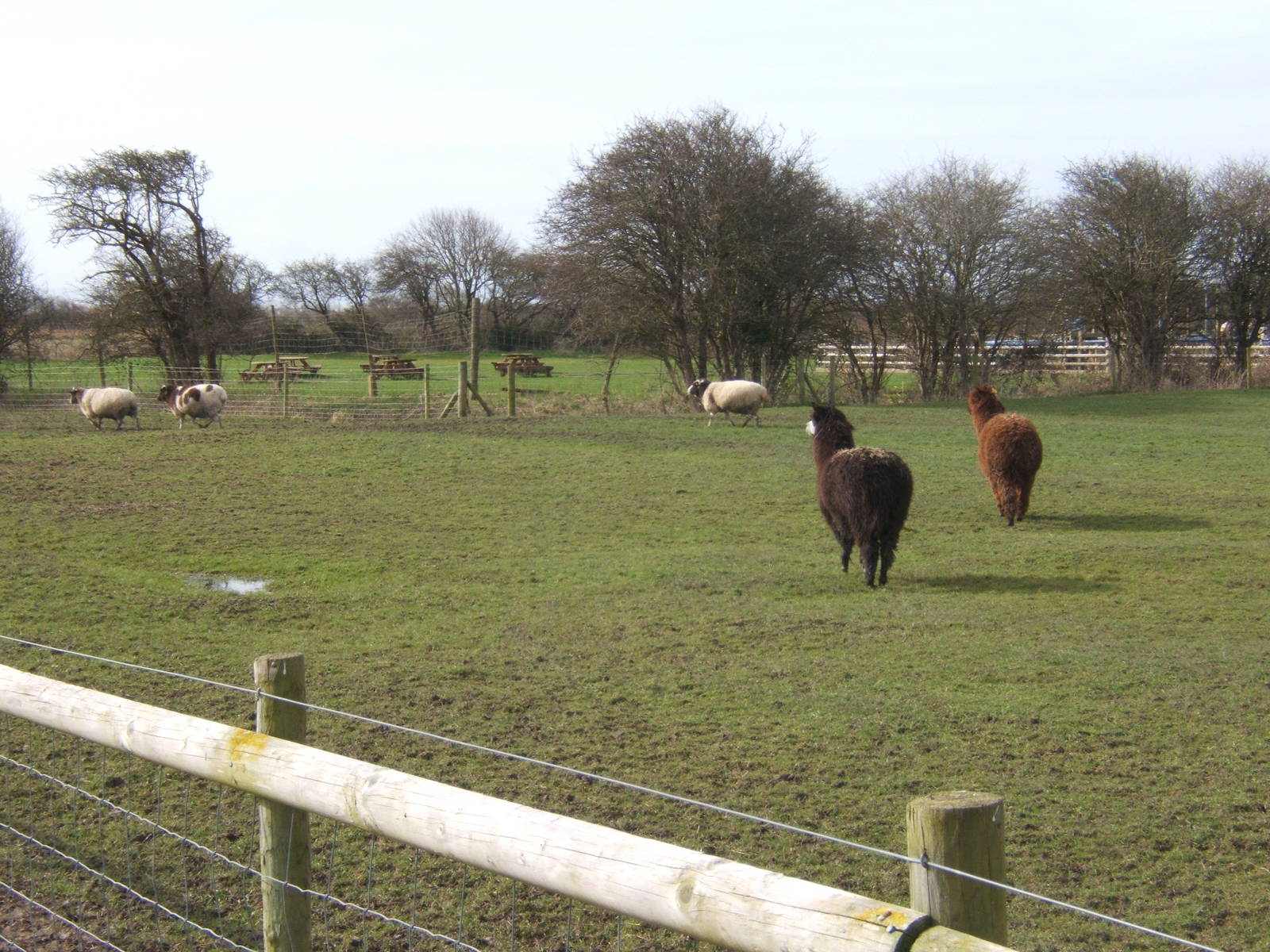 Animal Farm Adventure Park