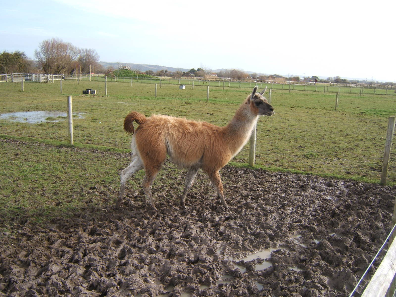 Animal Farm Adventure Park