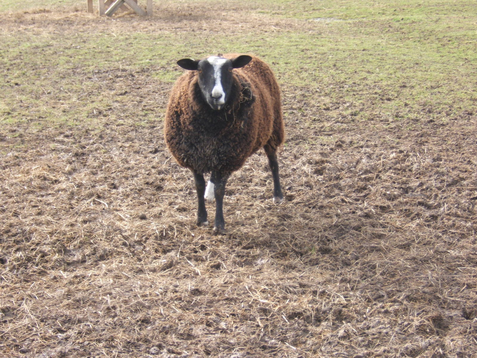 Animal Farm Adventure Park