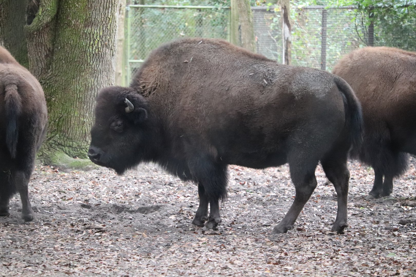 Animal Forest -American Bison