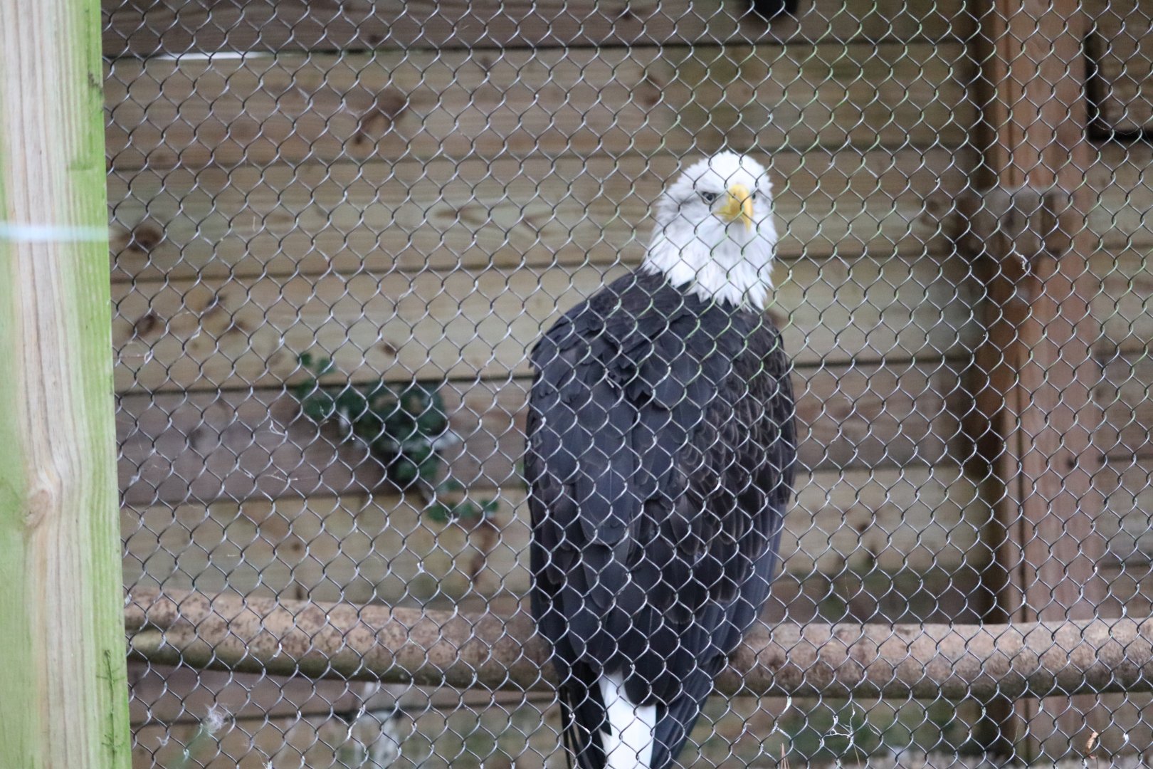 Animal Forest - Bald Eagle