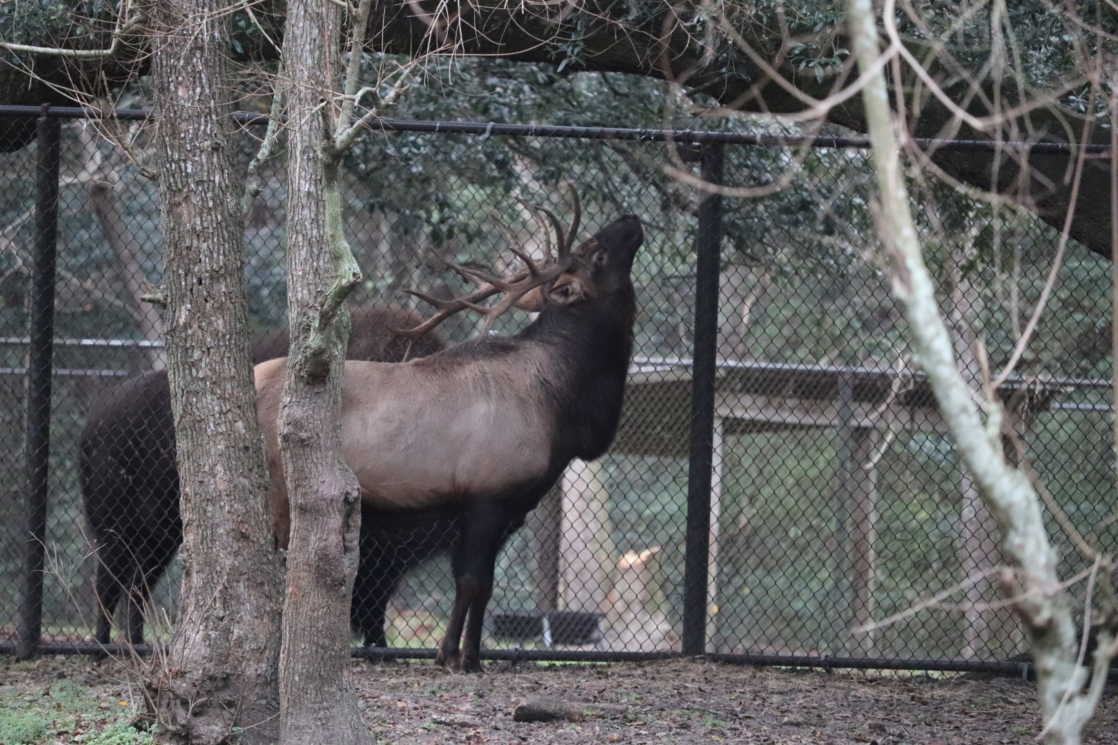 Animal Forest - Elk