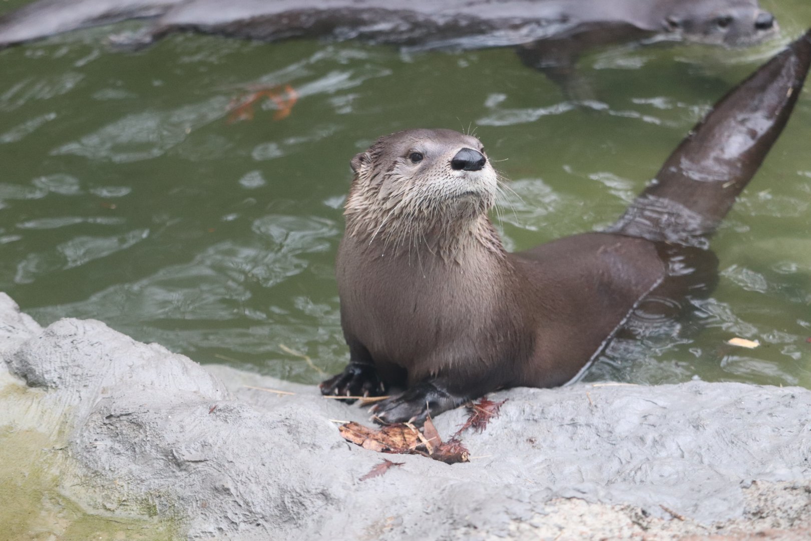 Animal Forest - North American River Otter