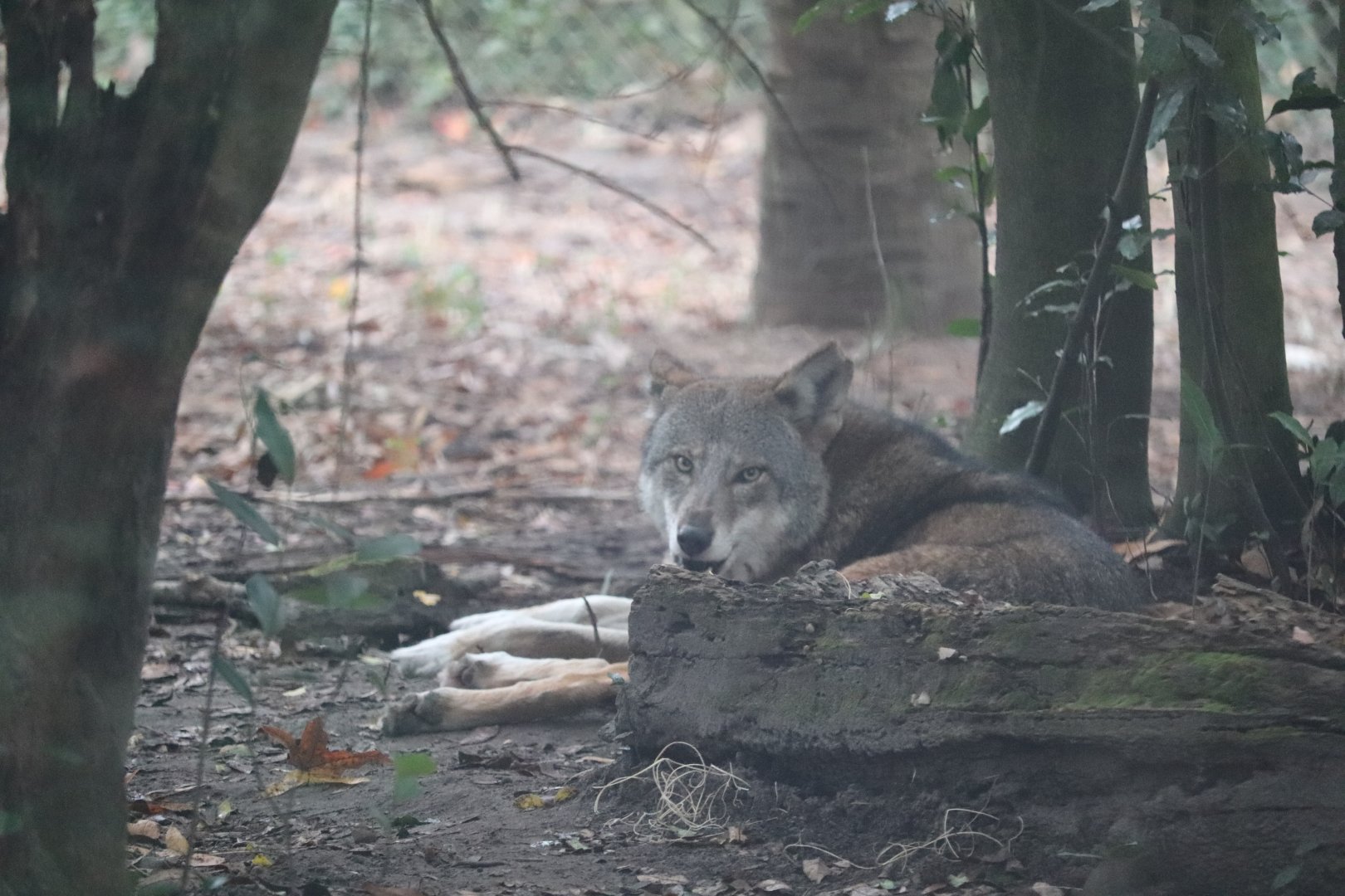 Animal Forest - Red Wolf