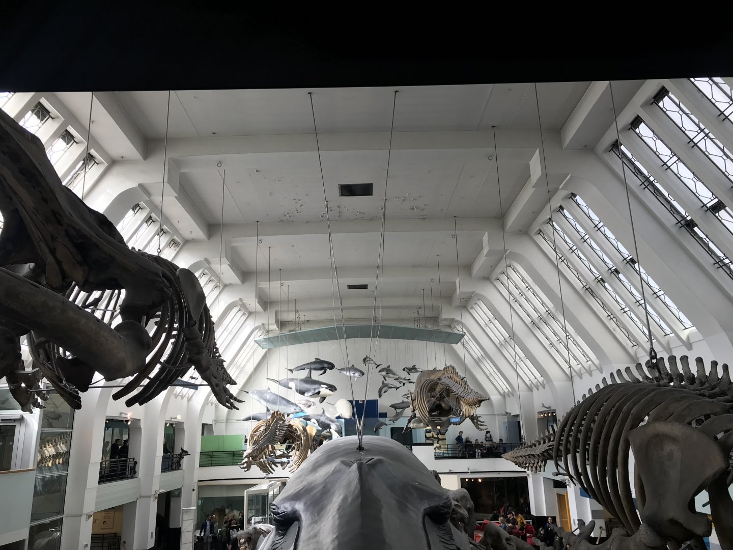 Animal hall (unsure what it’s called)