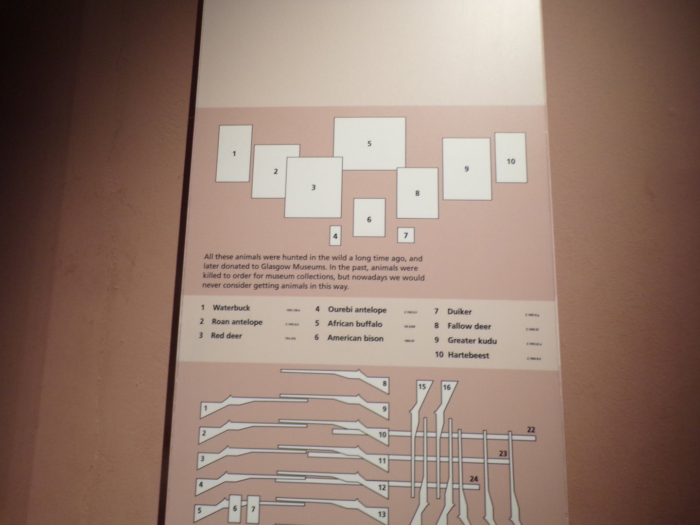 Animal head ID and different guns used to kill them (taken in Kelvingrove museum) 12.2.24