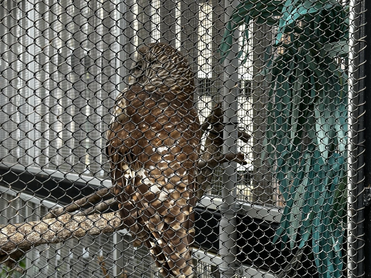 Animal Hospital - Aviary