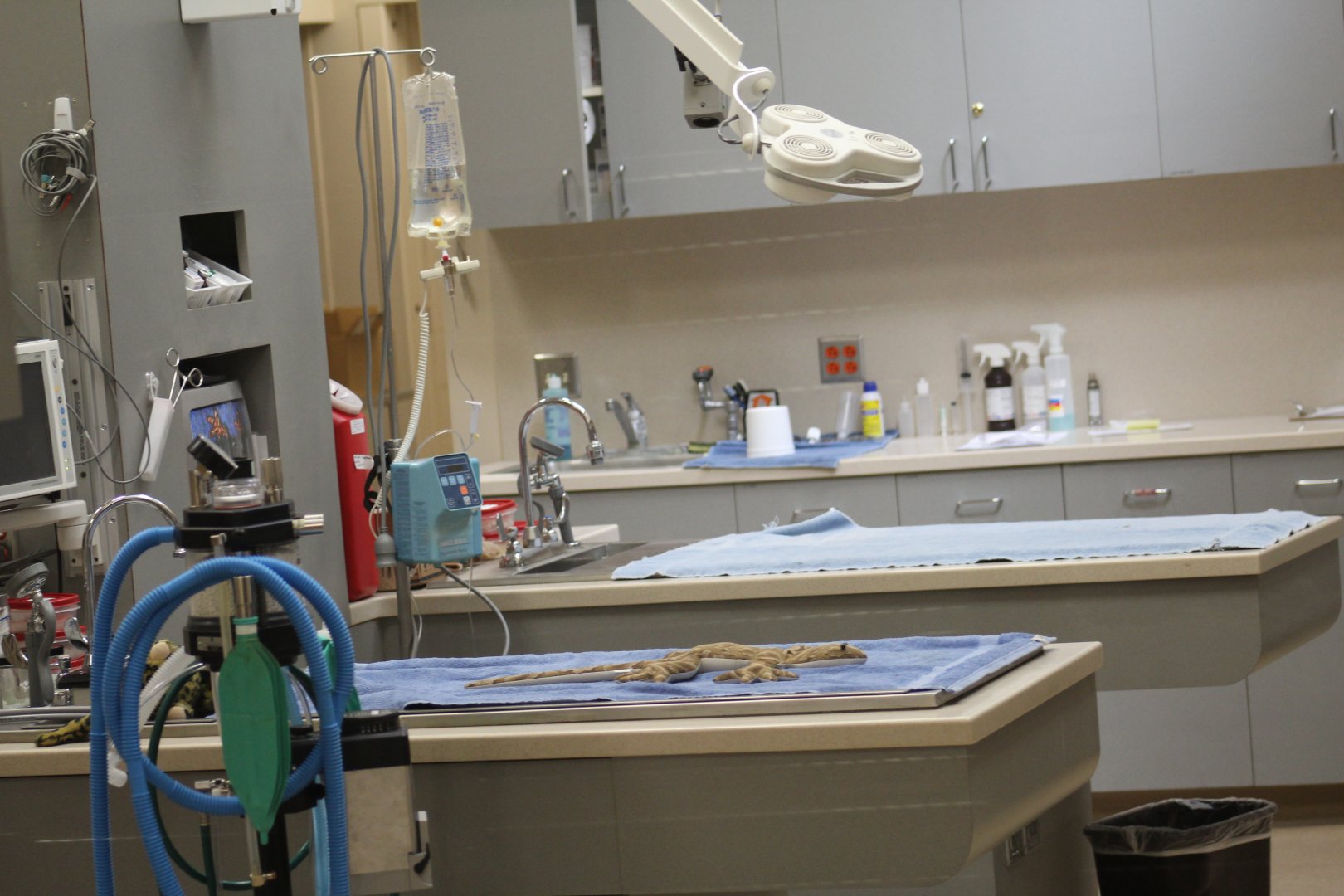 Animal Hospital Examination In-Progress