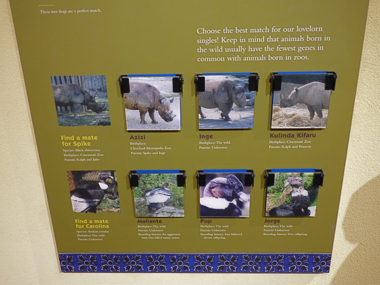 Animal Hospital Graphic