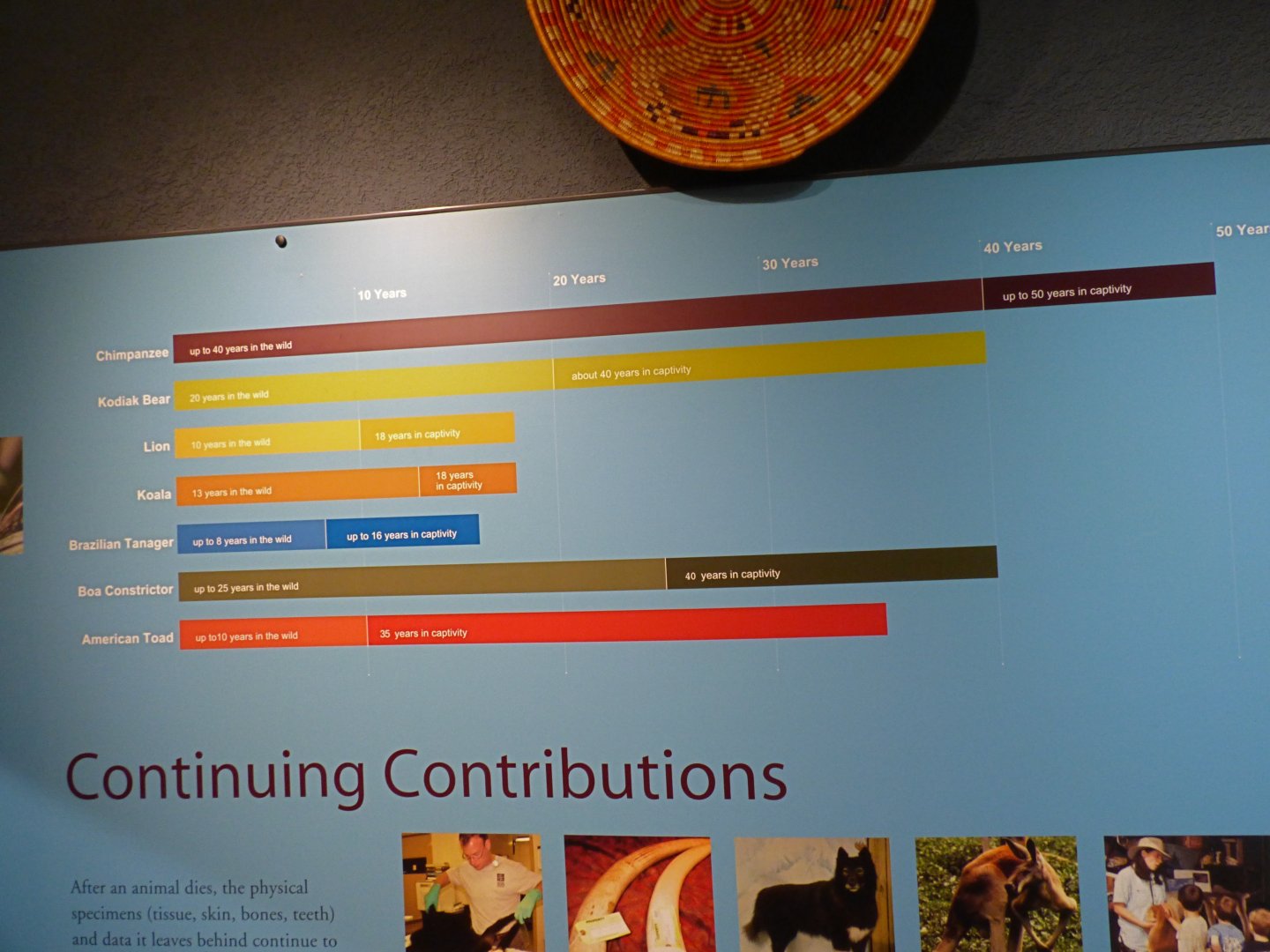 Animal Hospital Signage