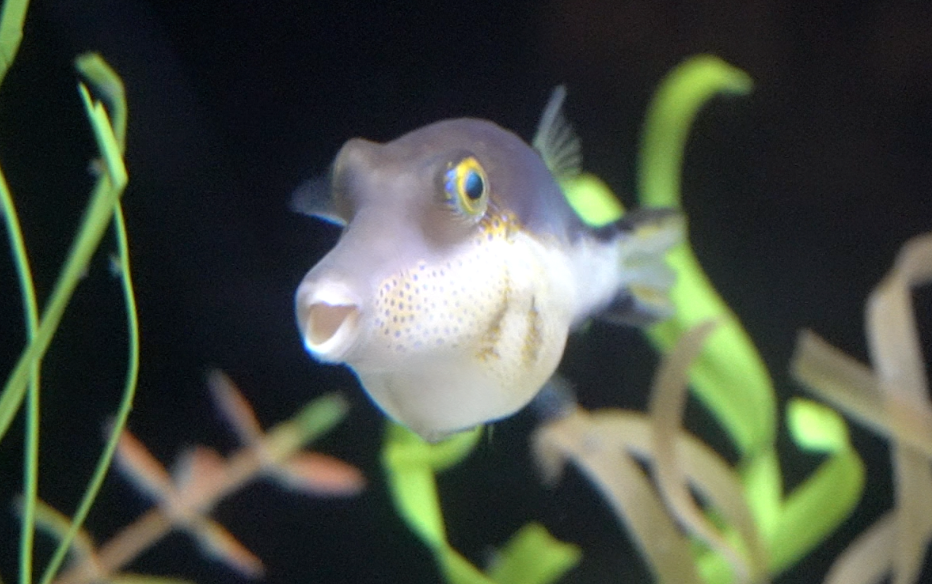 Animal ID Help - Dallas World Aquarium