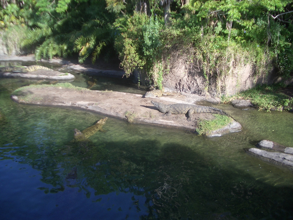 Animal Kingdom April 2005 - Crocodile Exhibit