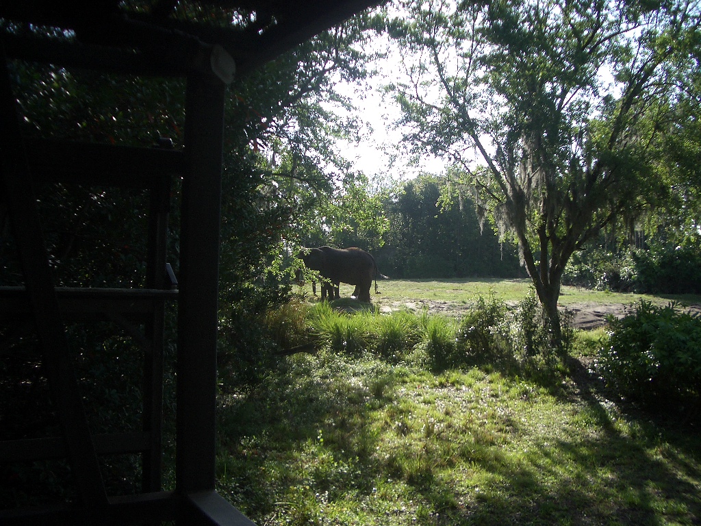 Animal Kingdom April 2005 - Elephant Exhibit
