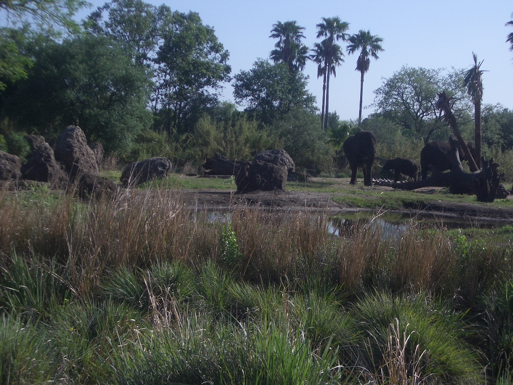 Animal Kingdom April 2005 - Elephant Exhibit
