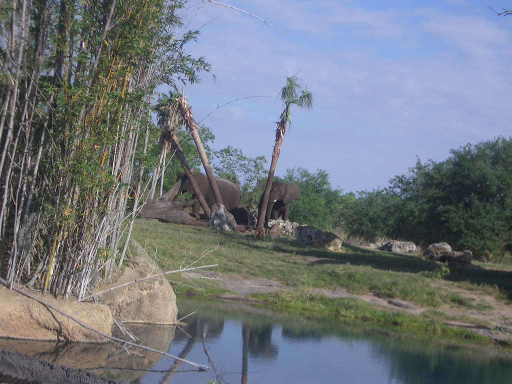 Animal Kingdom April 2005 - Elephant Exhibit