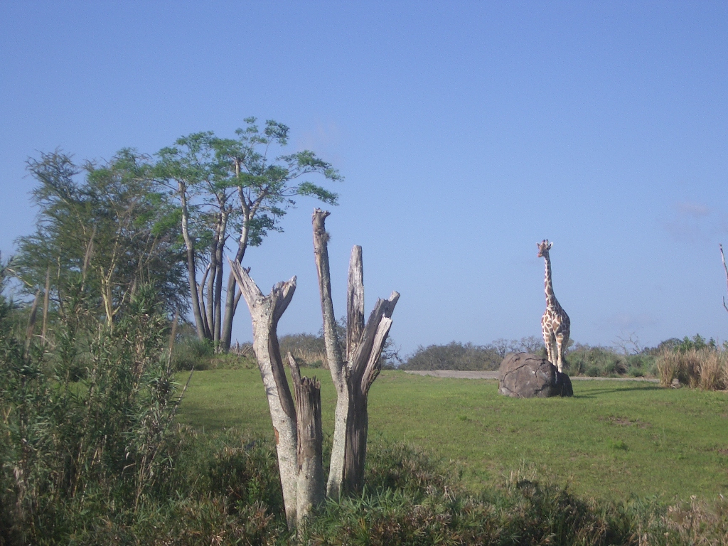 Animal Kingdom April 2005 - Giraffe Exhibit