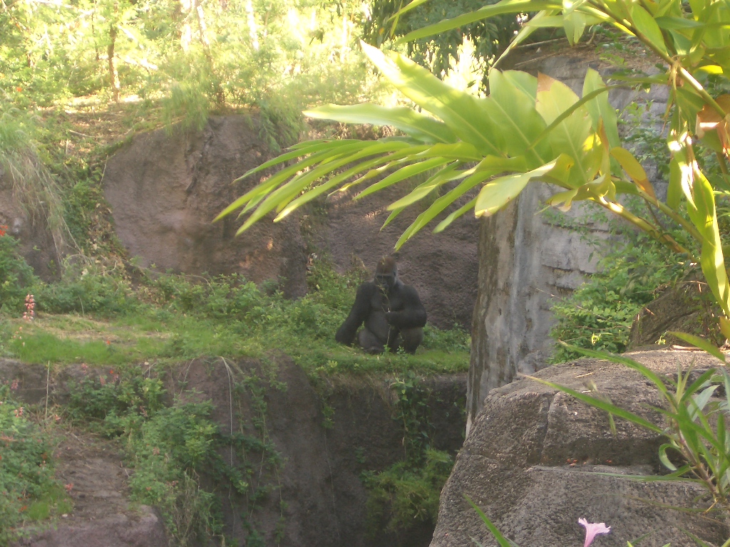 Animal Kingdom April 2005 - Gorilla Exhibit