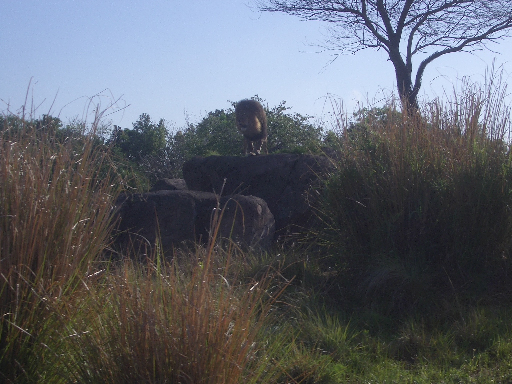 Animal Kingdom April 2005 - Lion Exhibit