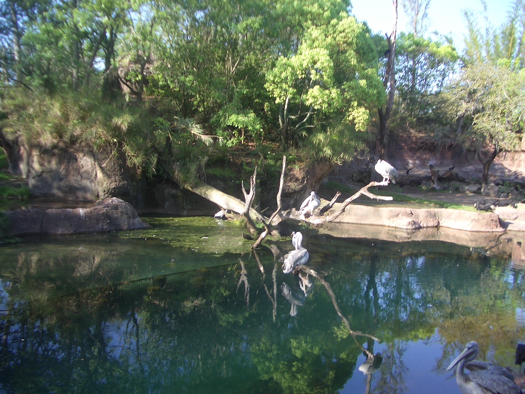 Animal Kingdom April 2005