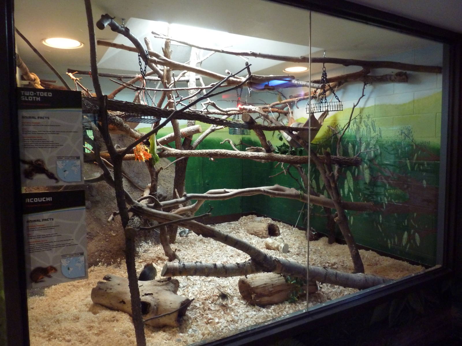 Animal Kingdom Building - Acouchi/Two-Toed Sloth Exhibit