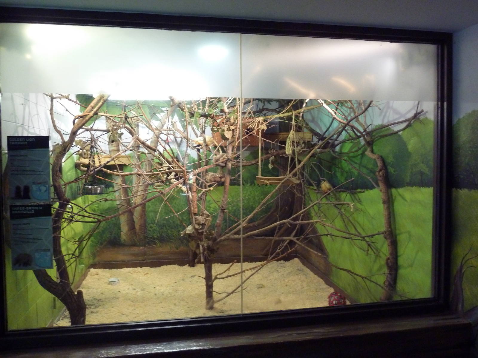 Animal Kingdom Building - Golden Lion Tamarin/Three-Banded Armadillo Exhibi