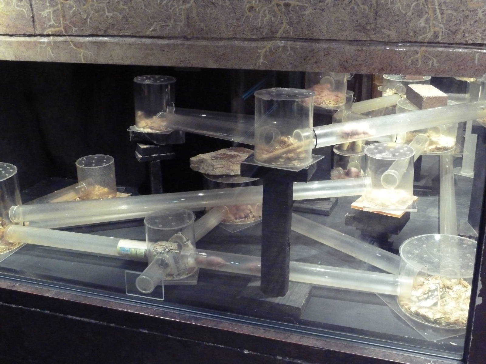 Animal Kingdom Building - Naked Mole Rat Exhibit