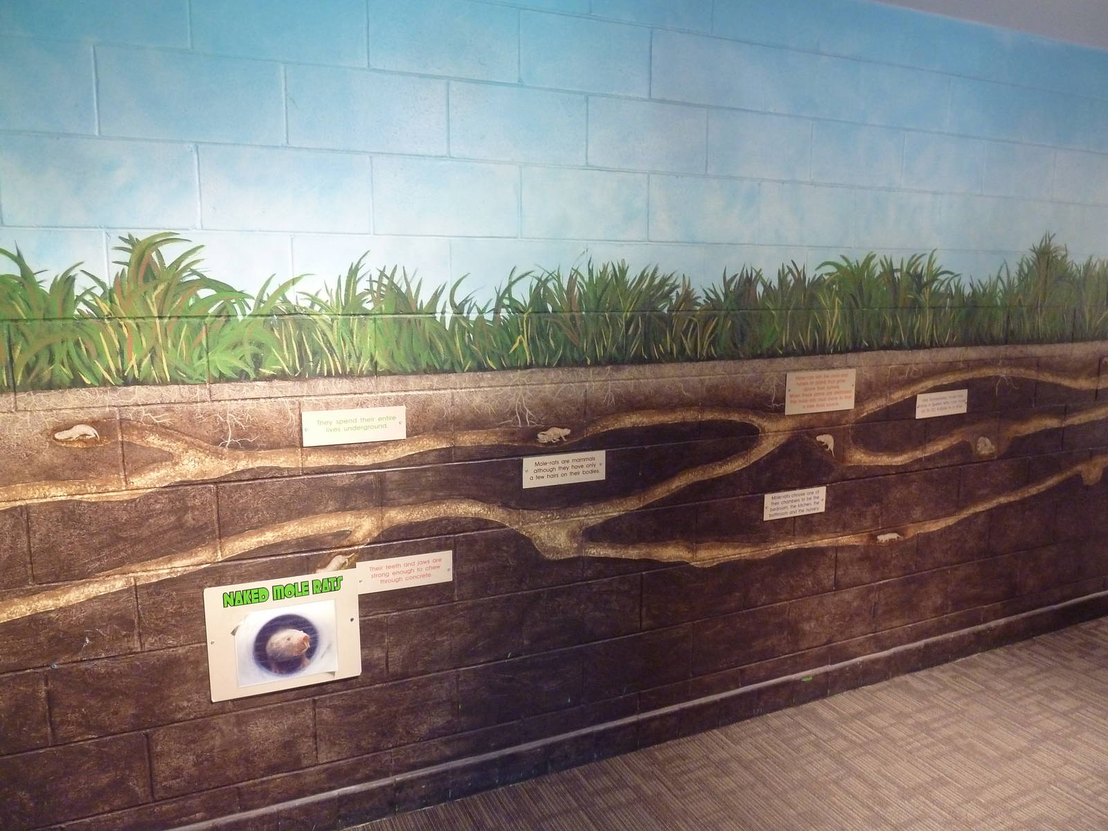 Animal Kingdom Building - Naked Mole Rat Mural