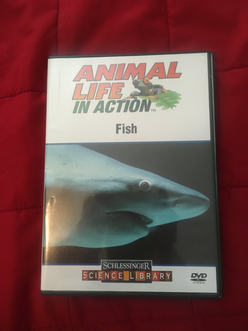 Animal Life in Action - Fish