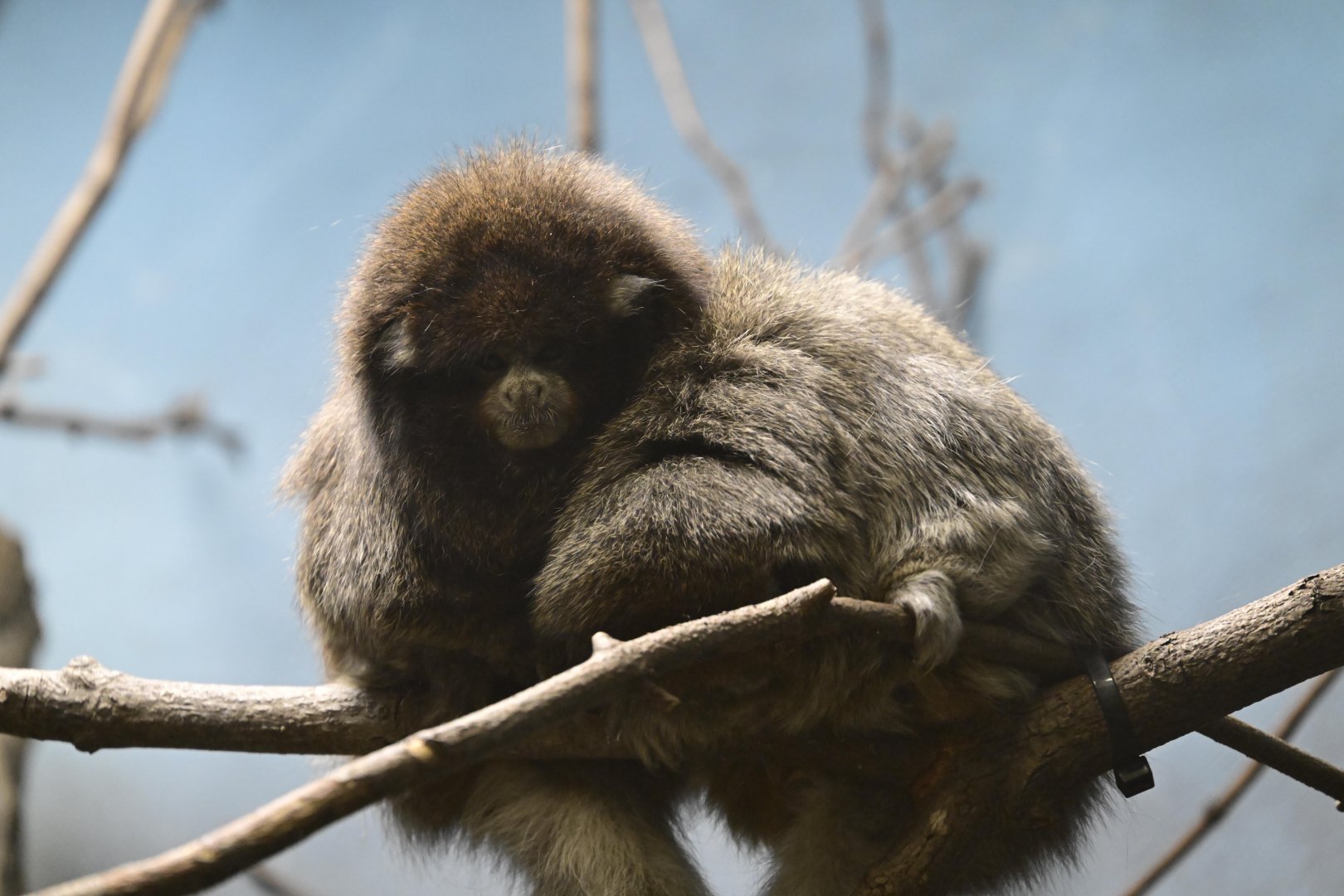 Animal Lifestyles - Bolivian Gray Titi (Plecturocebus donacophilus)