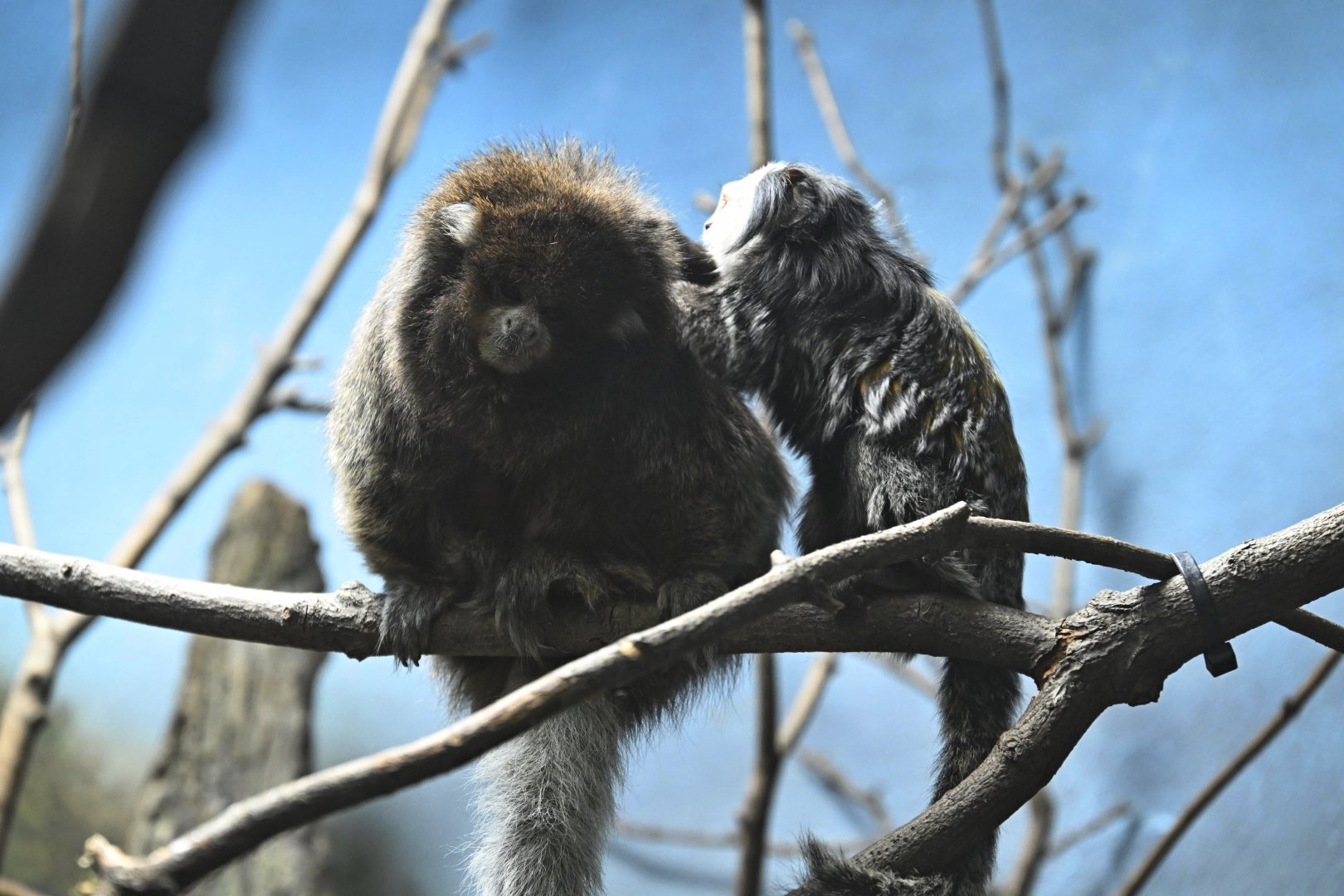 Animal Lifestyles - Geoffroy's Tufted-ear Marmoset grooming a Bolivian Gray Titi