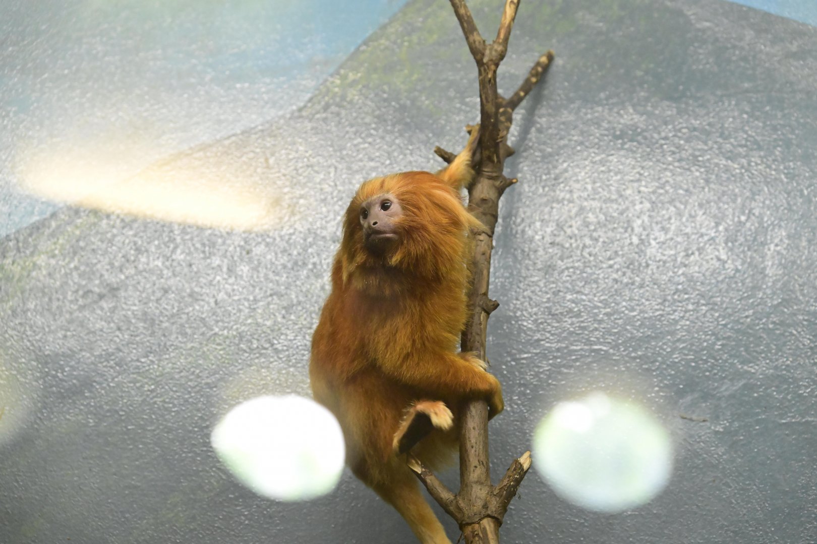 Animal Lifestyles - Golden Lion Tamarin (Leontopithecus rosalia)