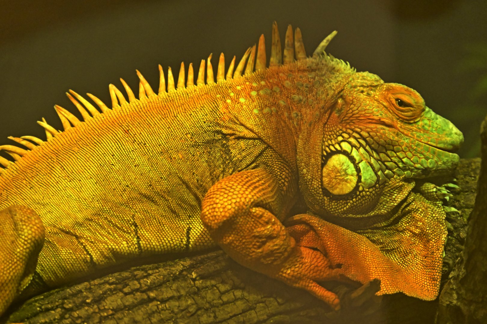 Animal Lifestyles - Green Iguana (Iguana iguana)
