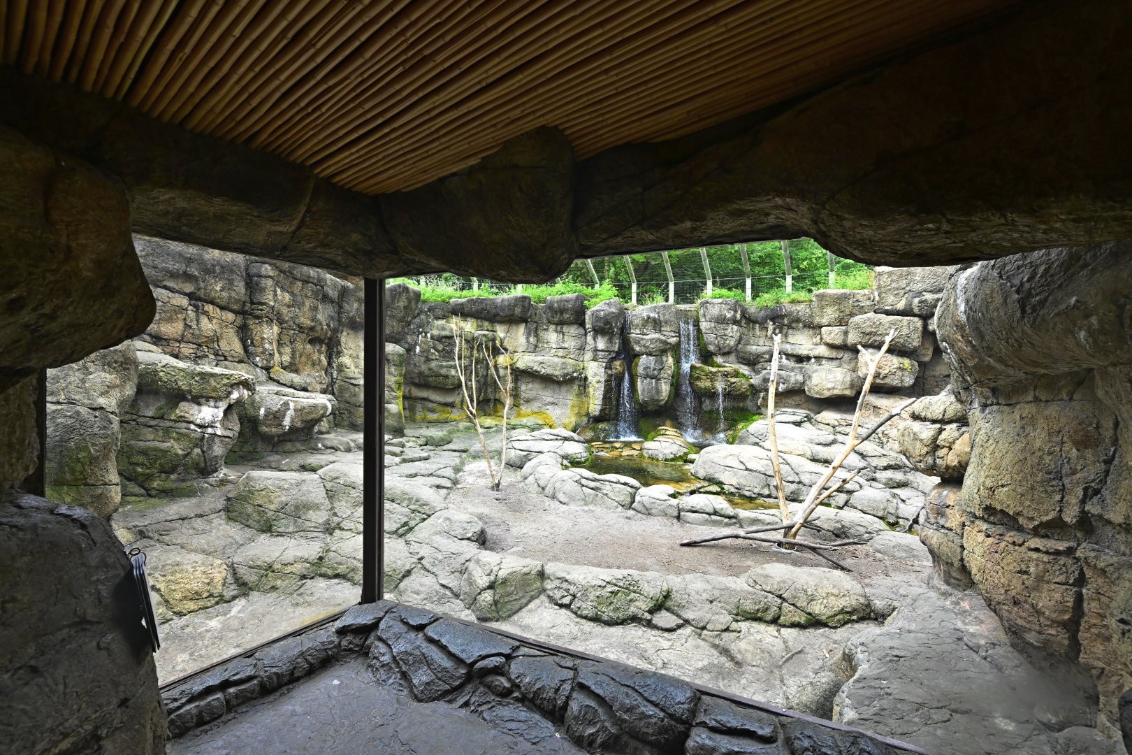 Animal Lifestyles - Hamadryas Baboon Exhibit