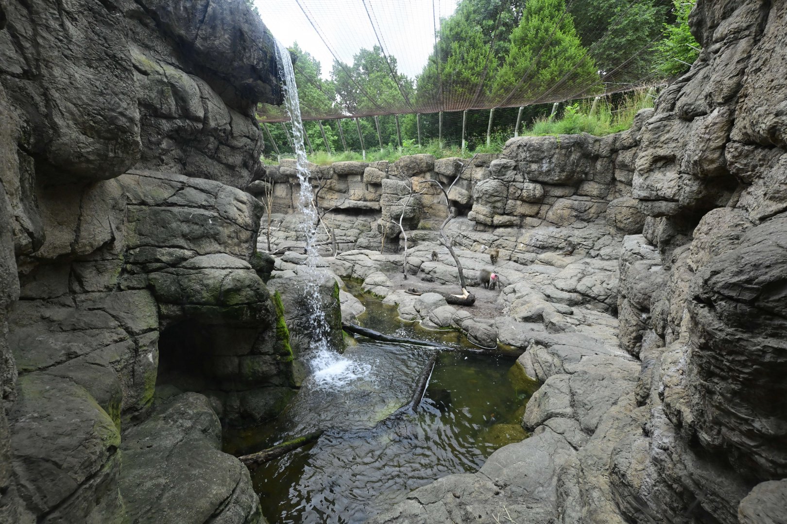 Animal Lifestyles - Hamadryas Baboon Exhibit
