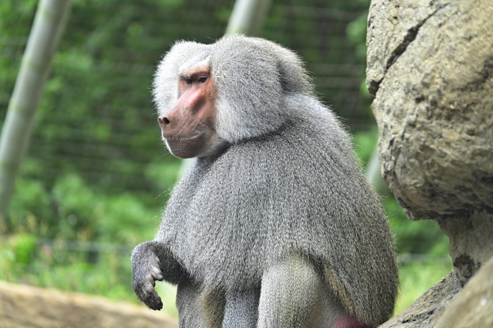 Animal Lifestyles - Hamadryas Baboon (Papio hamadryas)
