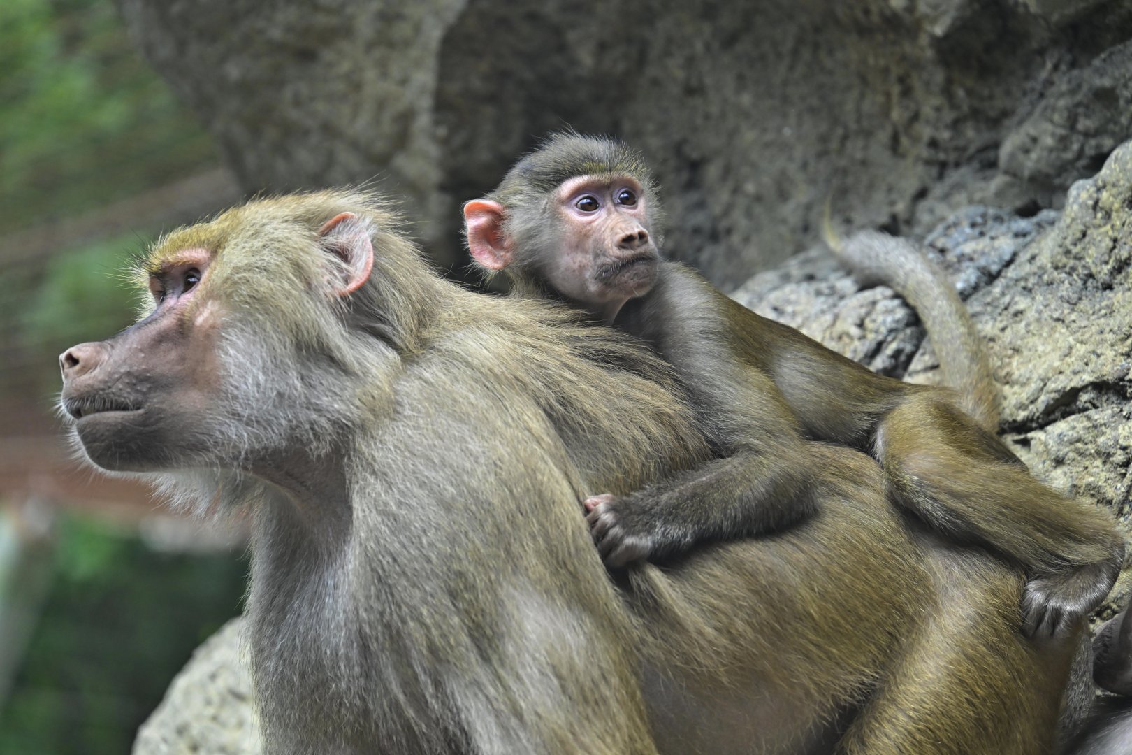 Animal Lifestyles - Hamadryas Baboons (Papio hamadryas)