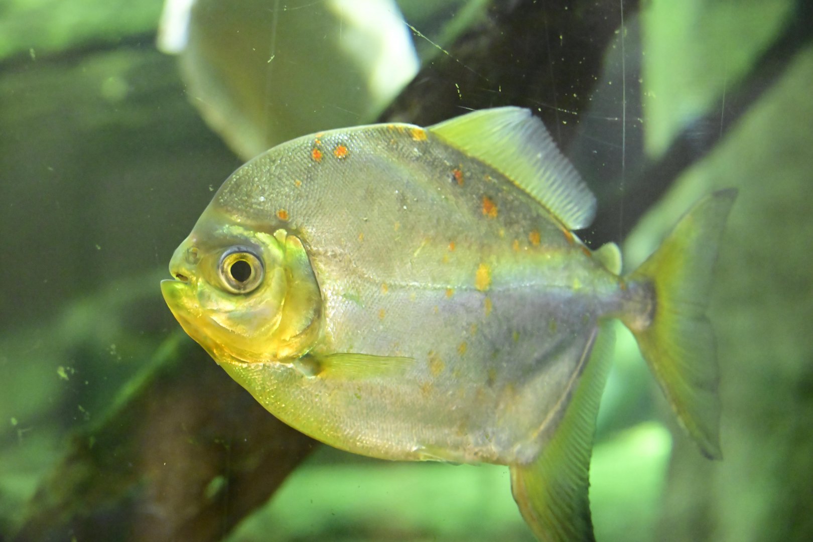 Animal Lifestyles - Redhook Pacu (Myloplus rubripinnis)