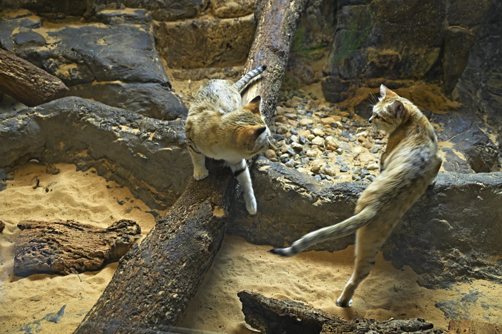 Animal Lifestyles - Sand Cats (Felis margarita)