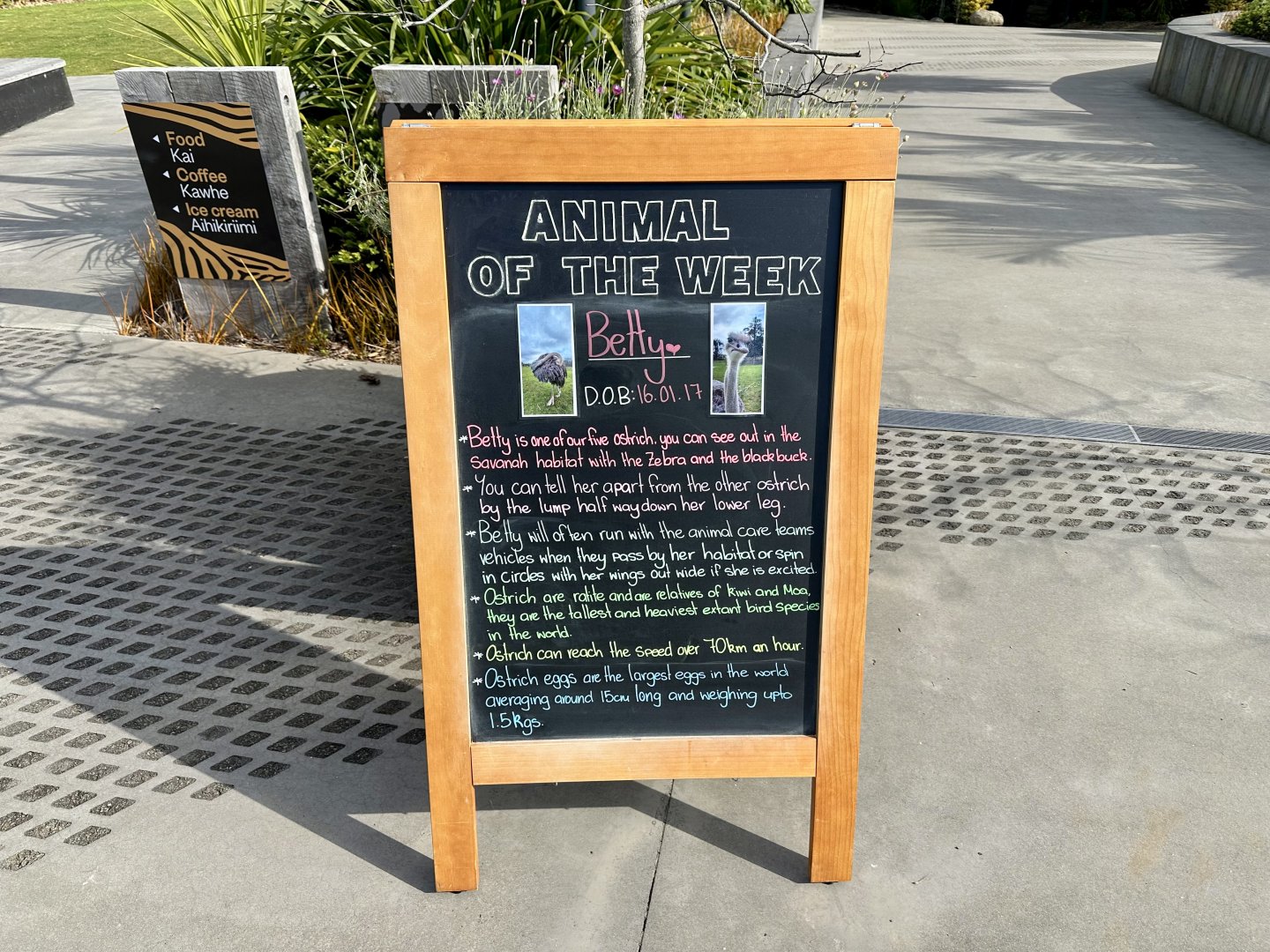 Animal of the Week (Betty)