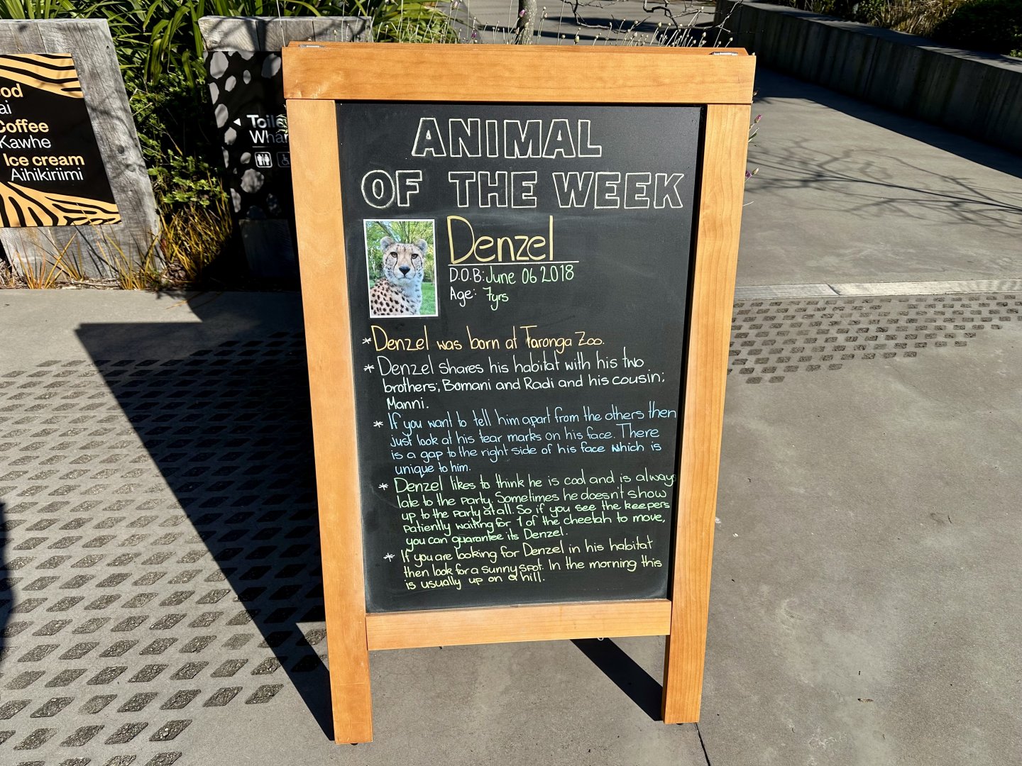 Animal of the Week (Denzel)