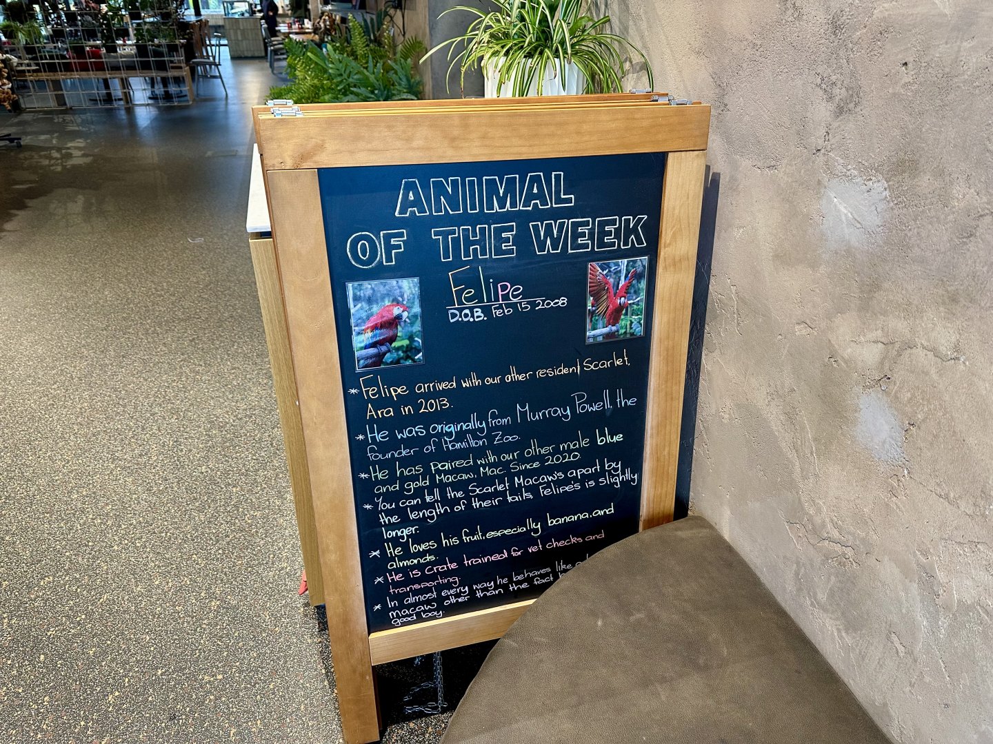 Animal of the Week (Felipe)