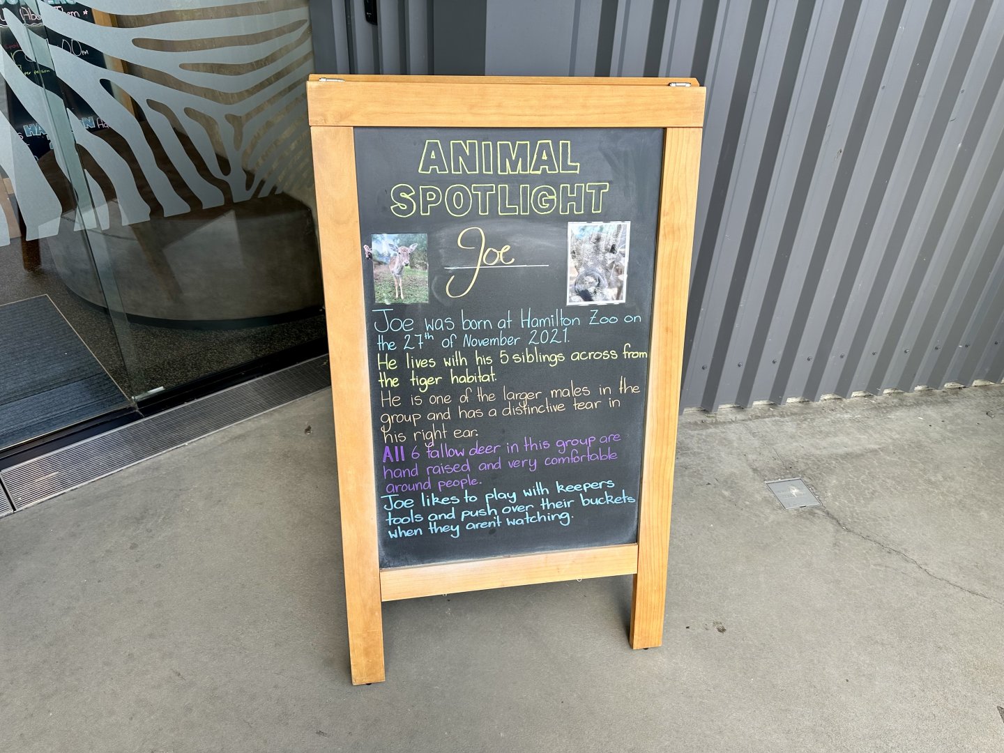 Animal of the Week (Joe)