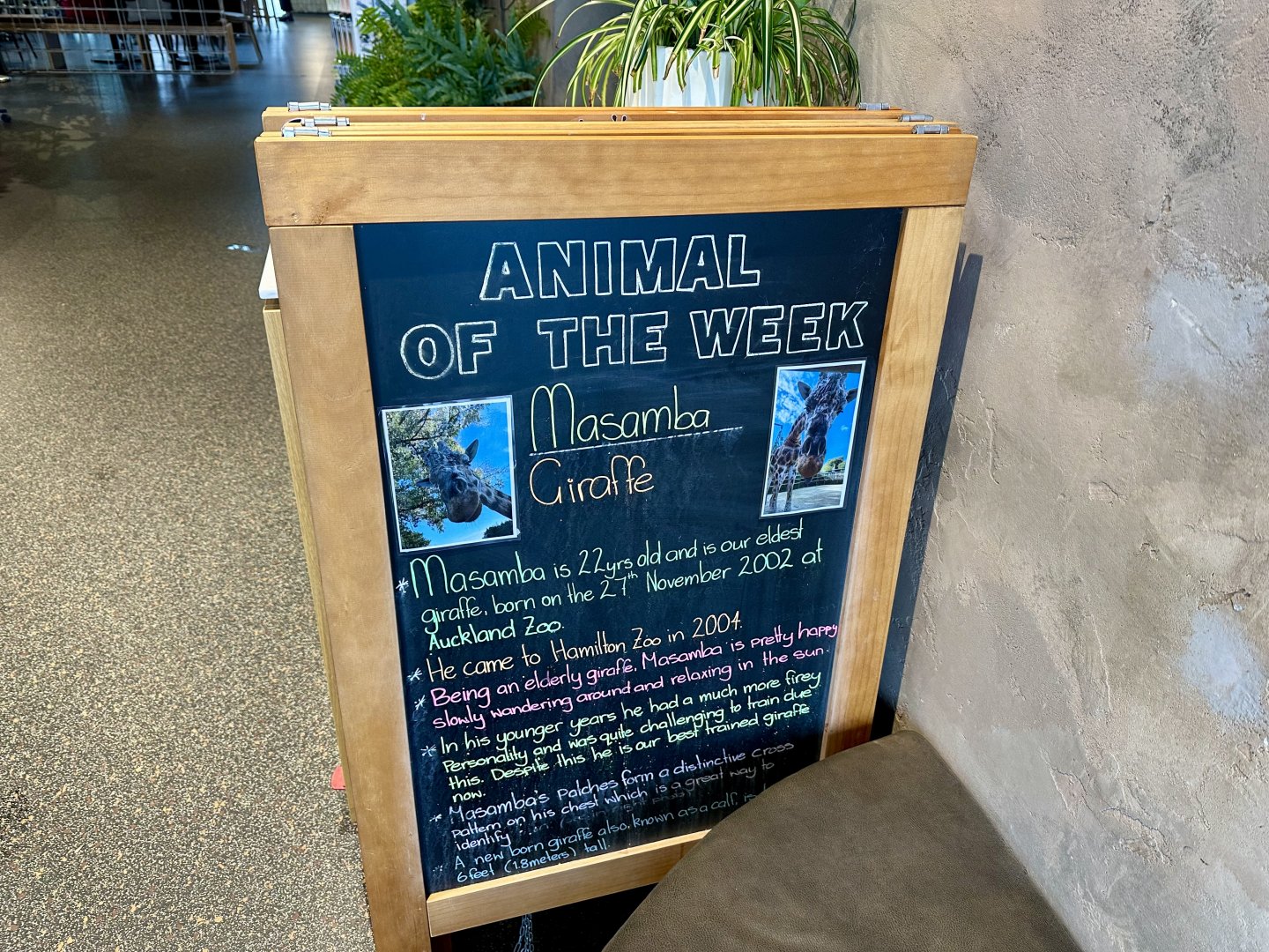 Animal of the Week (Masamba)