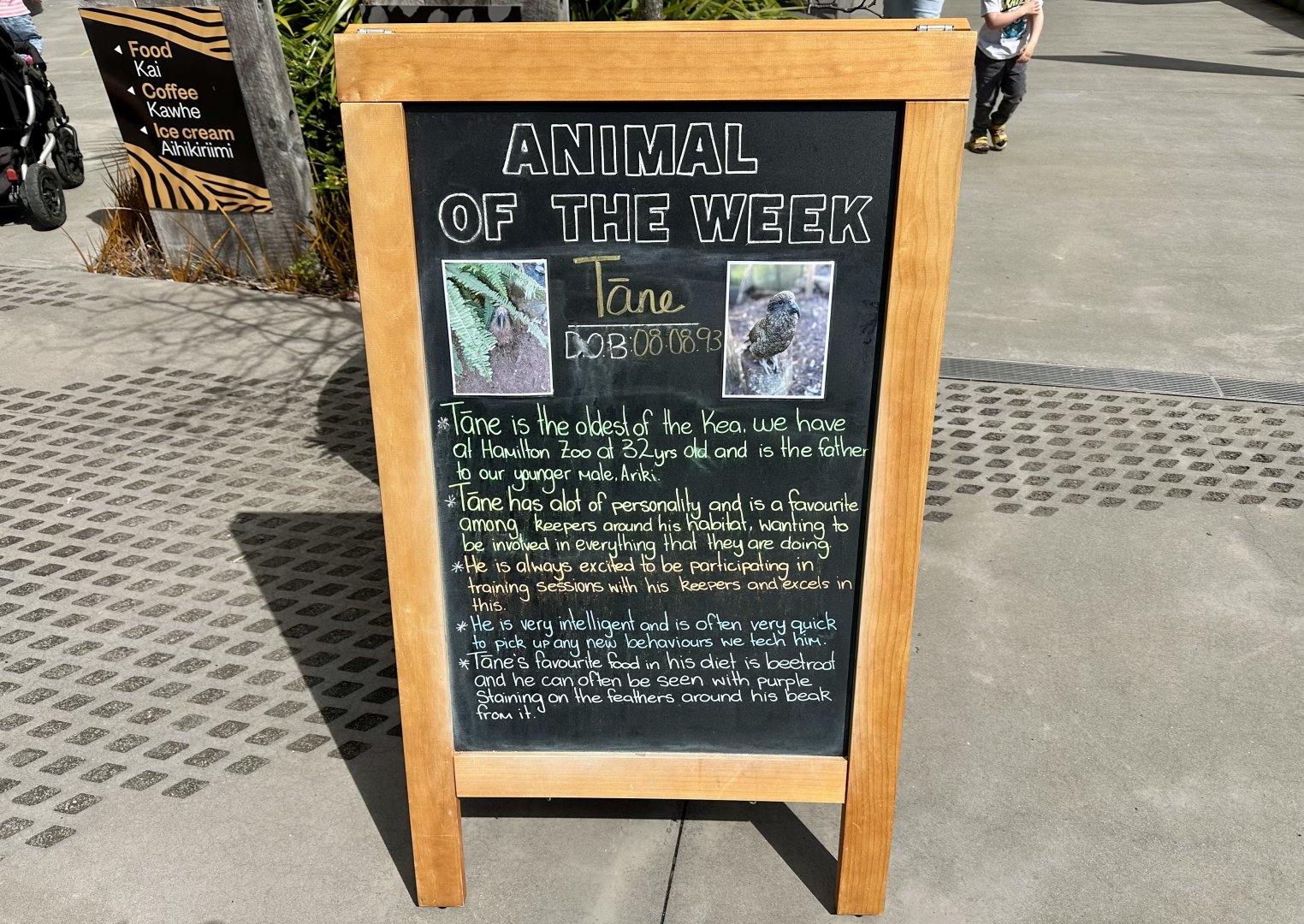 Animal of the Week (Tāne)