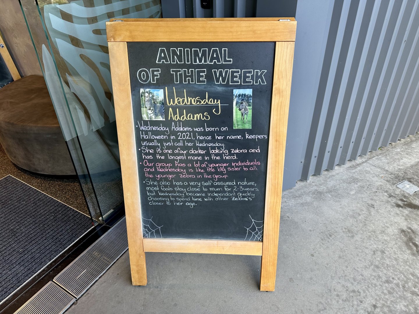 Animal of the Week (Wednesday Addams)