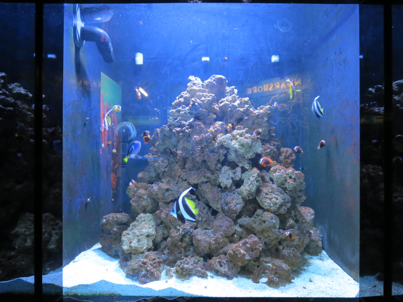 Animal Partners Exhibit