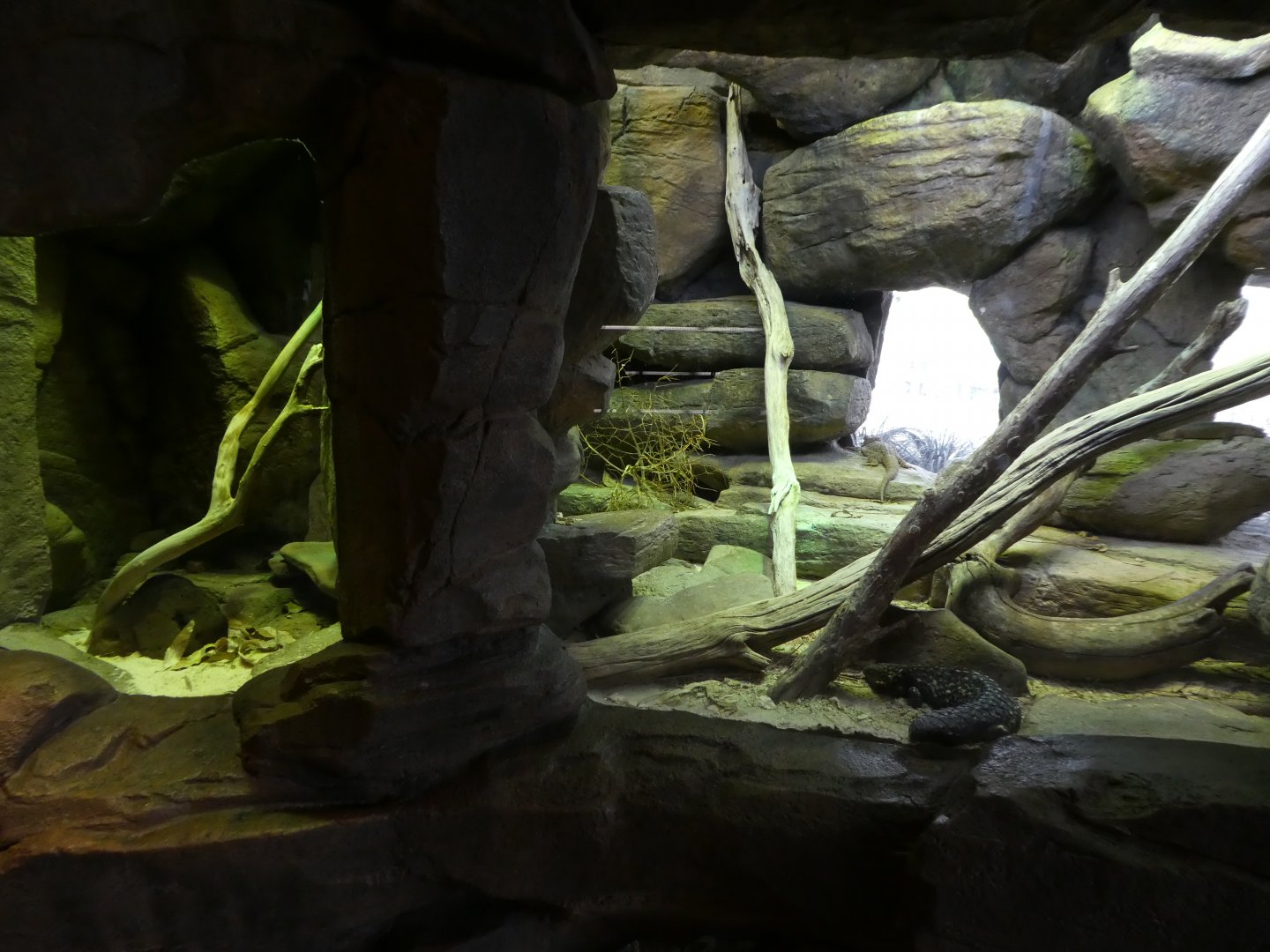 Animal Planet Australia: Wild Extremes - Adder, Skink, Bearded Dragon Exhibit